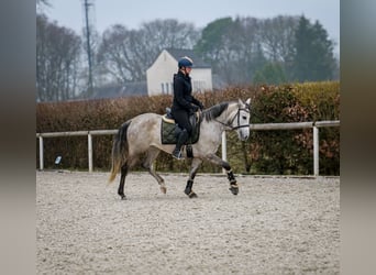 Andaluces, Yegua, 4 años, 154 cm, Tordo