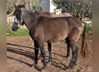 Andaluces, Yegua, 4 años, 154 cm, Tordo