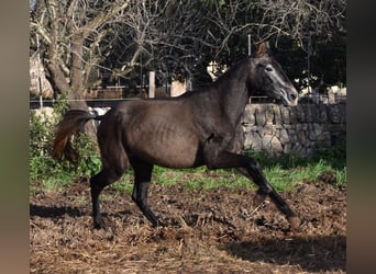 Andaluces, Yegua, 4 años, 154 cm, Tordo
