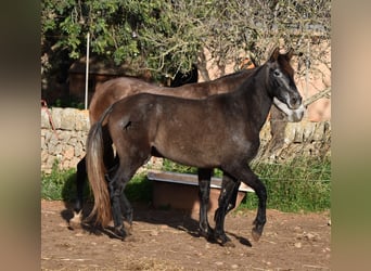 Andaluces, Yegua, 4 años, 154 cm, Tordo