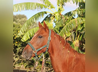 Andaluces, Yegua, 4 años, 155 cm, Alazán