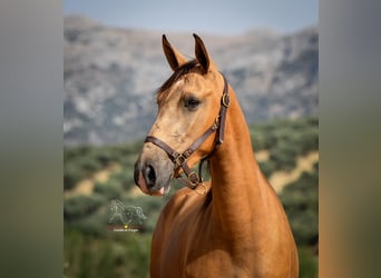 Andaluces, Yegua, 4 años, 155 cm, Bayo