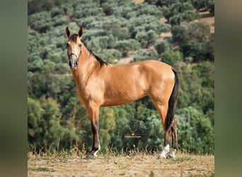 Andaluces, Yegua, 4 años, 155 cm, Bayo