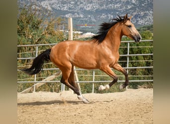 Andaluces, Yegua, 4 años, 155 cm, Bayo