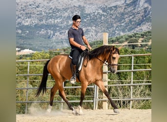 Andaluces, Yegua, 4 años, 155 cm, Bayo