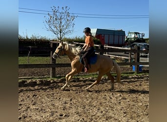 Andaluces, Yegua, 4 años, 155 cm, Palomino