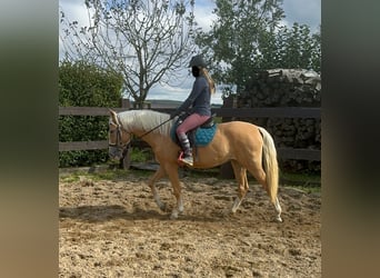 Andaluces, Yegua, 4 años, 155 cm, Palomino