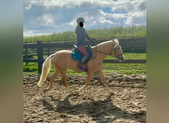 Andaluces, Yegua, 4 años, 155 cm, Palomino