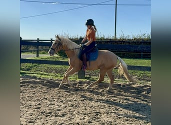 Andaluces, Yegua, 4 años, 155 cm, Palomino