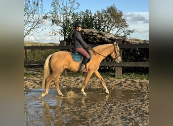 Andaluces, Yegua, 4 años, 155 cm, Palomino