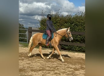 Andaluces, Yegua, 4 años, 155 cm, Palomino