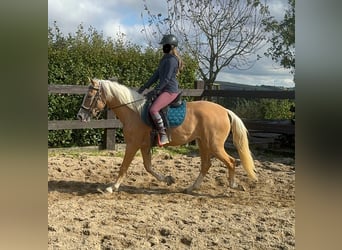 Andaluces, Yegua, 4 años, 155 cm, Palomino