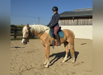 Andaluces, Yegua, 4 años, 155 cm, Palomino