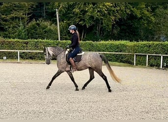 Andaluces, Yegua, 4 años, 155 cm, Porcelana