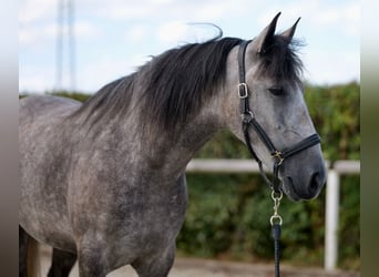 Andaluces, Yegua, 4 años, 155 cm, Porcelana