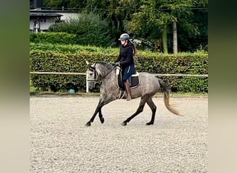 Andaluces, Yegua, 4 años, 155 cm, Porcelana