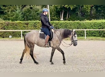 Andaluces, Yegua, 4 años, 155 cm, Porcelana