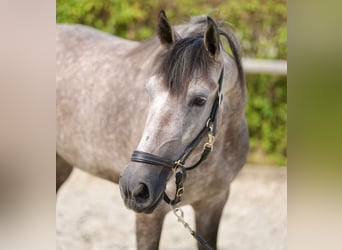 Andaluces, Yegua, 4 años, 155 cm, Porcelana