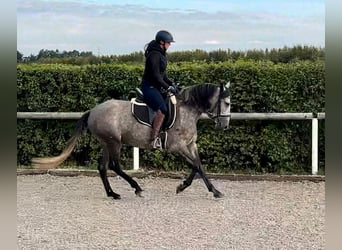 Andaluces, Yegua, 4 años, 155 cm, Porcelana