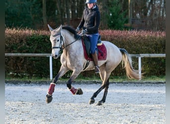 Andaluces, Yegua, 4 años, 155 cm, Tordo