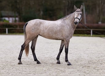 Andaluces, Yegua, 4 años, 155 cm, Tordo