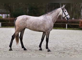 Andaluces, Yegua, 4 años, 155 cm, Tordo