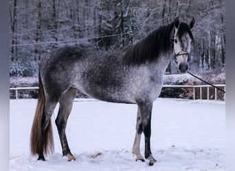 Andaluces, Yegua, 4 años, 155 cm, Tordo rodado