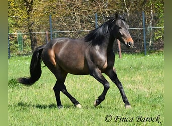 Andaluces, Yegua, 4 años, 156 cm, Morcillo