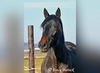 Andaluces, Yegua, 4 años, 156 cm, Morcillo