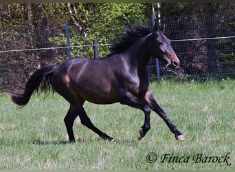 Andaluces, Yegua, 4 años, 156 cm, Morcillo