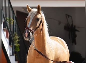 Andaluces, Yegua, 4 años, 156 cm, Palomino