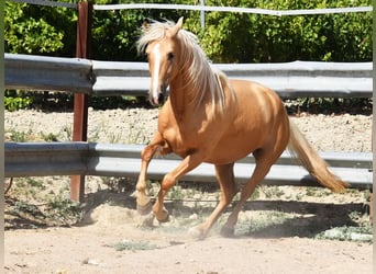 Andaluces, Yegua, 4 años, 156 cm, Palomino