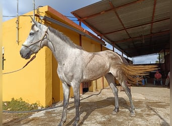 Andaluces, Yegua, 4 años, 156 cm, Tordo