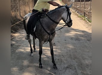 Andaluces, Yegua, 4 años, 156 cm, Tordo