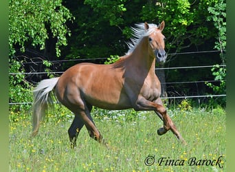 Andaluces, Yegua, 4 años, 157 cm, Palomino
