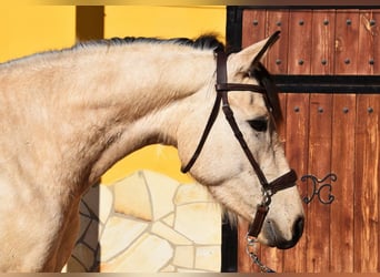 Andaluces, Yegua, 4 años, 158 cm, Bayo