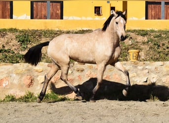 Andaluces, Yegua, 4 años, 158 cm, Bayo