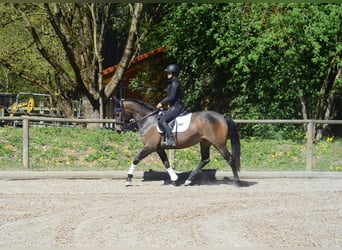 Andaluces, Yegua, 4 años, 158 cm, Castaño oscuro