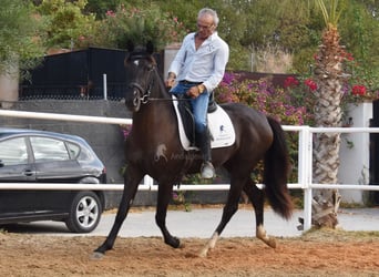 Andaluces, Yegua, 4 años, 158 cm, Negro