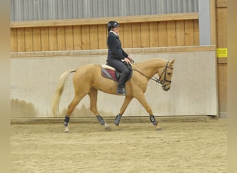 Andaluces, Yegua, 4 años, 158 cm, Palomino