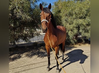 Andaluces, Yegua, 4 años, 159 cm, Castaño