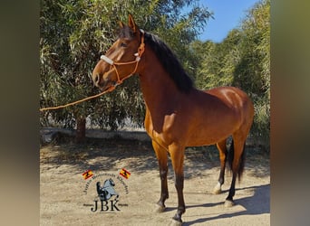 Andaluces, Yegua, 4 años, 159 cm, Castaño