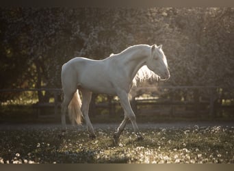 Andaluces, Yegua, 4 años, 159 cm, Cremello