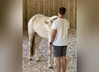 Andaluces, Yegua, 4 años, 159 cm, Cremello