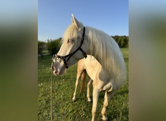 Andaluces, Yegua, 4 años, 159 cm, Cremello