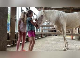 Andaluces, Yegua, 4 años, 159 cm, Cremello