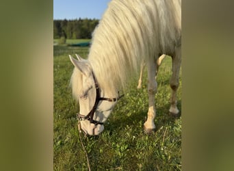 Andaluces, Yegua, 4 años, 159 cm, Cremello