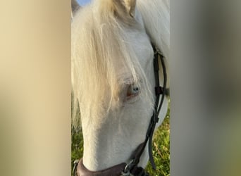 Andaluces, Yegua, 4 años, 159 cm, Cremello