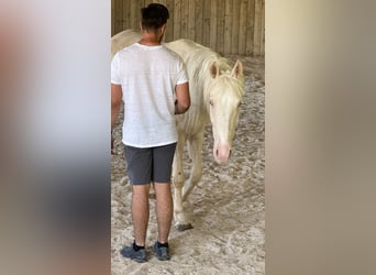 Andaluces, Yegua, 4 años, 159 cm, Cremello