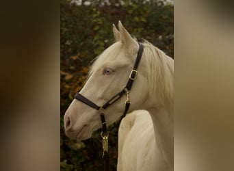 Andaluces, Yegua, 4 años, 159 cm, Cremello